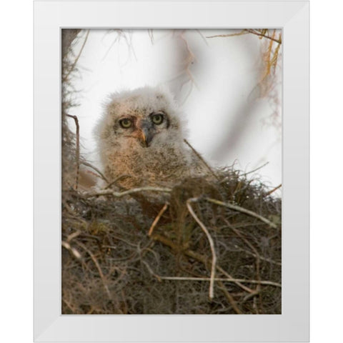 FL, Boynton Beach Nesting great horned owl chick White Modern Wood Framed Art Print by Williams, Joanne