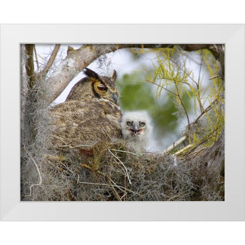 FL, Boynton Beach Great horned owl and chick White Modern Wood Framed Art Print by Williams, Joanne