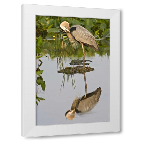 FL, Delray Beach Great blue heron reflection White Modern Wood Framed Art Print by Williams, Joanne