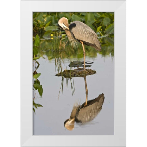 FL, Delray Beach Great blue heron reflection White Modern Wood Framed Art Print by Williams, Joanne