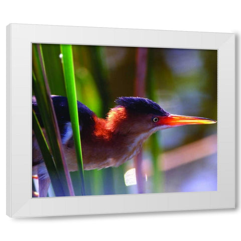 FL, Least bittern male in Wakodahatchee Wetlands White Modern Wood Framed Art Print by Williams, Joanne