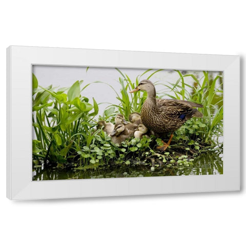 FL, Delray Beach Mottled duck parent and chicks White Modern Wood Framed Art Print by Williams, Joanne