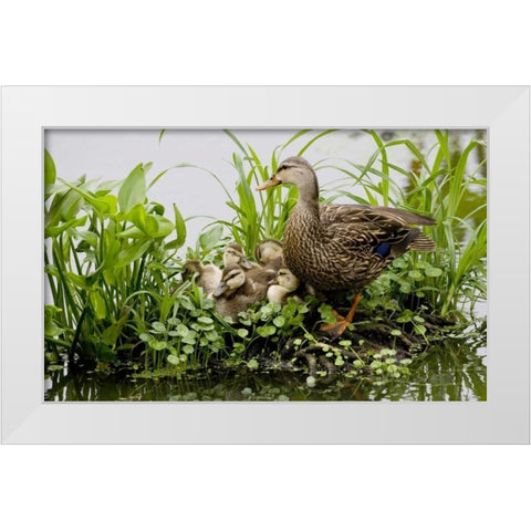 FL, Delray Beach Mottled duck parent and chicks White Modern Wood Framed Art Print by Williams, Joanne
