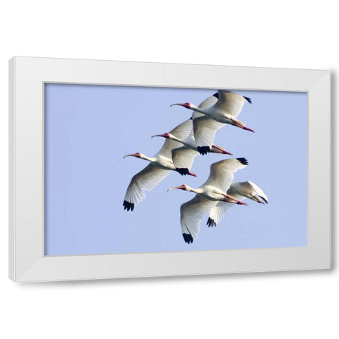 USA, Florida, Everglades NP Flying ibises White Modern Wood Framed Art Print by Williams, Joanne