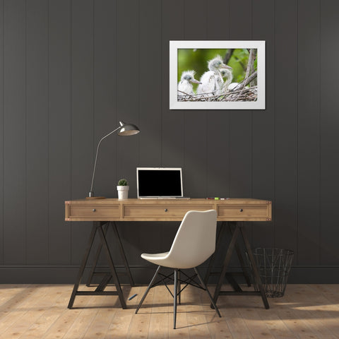 FL, Everglades NP Little blue heron chicks White Modern Wood Framed Art Print by Williams, Joanne