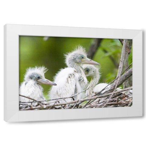 FL, Everglades NP Little blue heron chicks White Modern Wood Framed Art Print by Williams, Joanne