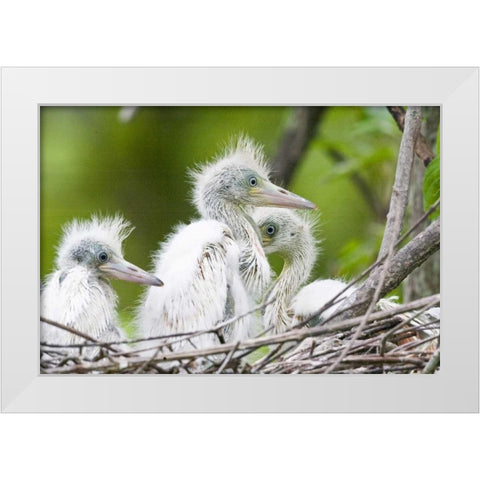 FL, Everglades NP Little blue heron chicks White Modern Wood Framed Art Print by Williams, Joanne
