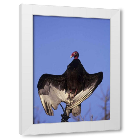 FL, Everglades NP Turkey vulture on dead tree White Modern Wood Framed Art Print by Williams, Joanne