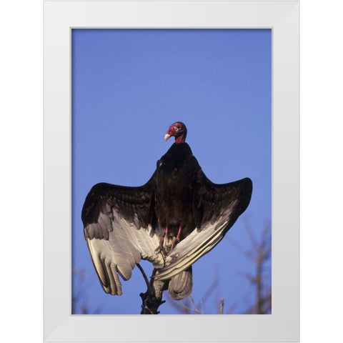 FL, Everglades NP Turkey vulture on dead tree White Modern Wood Framed Art Print by Williams, Joanne
