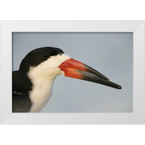 FL, Fort DeSoto Park, Mullet Key Black skimmer White Modern Wood Framed Art Print by Morris, Arthur