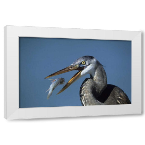 FL, Ft DeSoto Beach Great blue heron with fish White Modern Wood Framed Art Print by Williams, Joanne