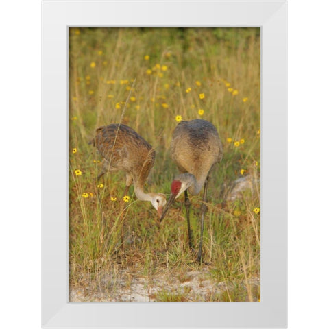 FL, Parent feeds sandhill crane chick a mayfly White Modern Wood Framed Art Print by Morris, Arthur