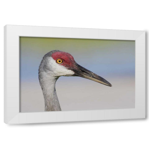 FL Sandhill crane adult with sand on bill White Modern Wood Framed Art Print by Morris, Arthur