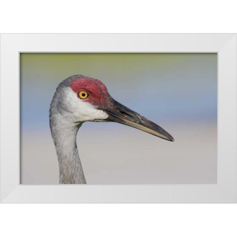 FL Sandhill crane adult with sand on bill White Modern Wood Framed Art Print by Morris, Arthur