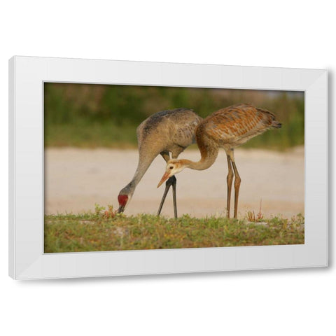 FL, Sandhill crane waits for food from parent White Modern Wood Framed Art Print by Morris, Arthur