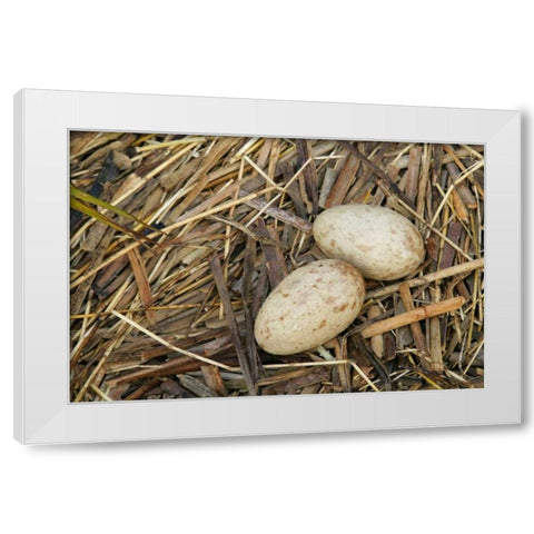 FL, Indian Lake Estates Sandhill crane eggs White Modern Wood Framed Art Print by Morris, Arthur