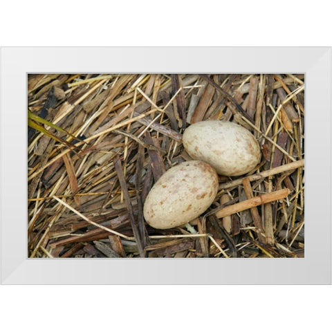 FL, Indian Lake Estates Sandhill crane eggs White Modern Wood Framed Art Print by Morris, Arthur