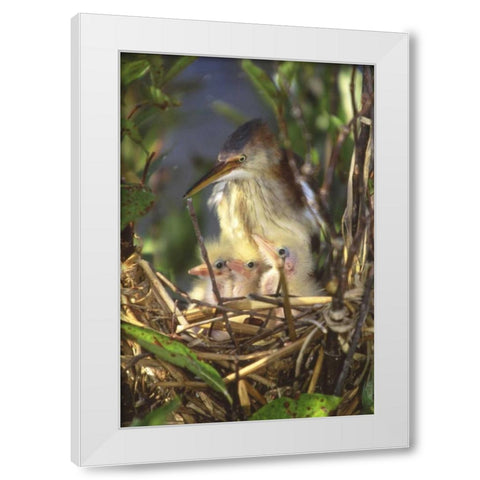 FL, Keenansville Least bittern and chicks White Modern Wood Framed Art Print by Williams, Joanne