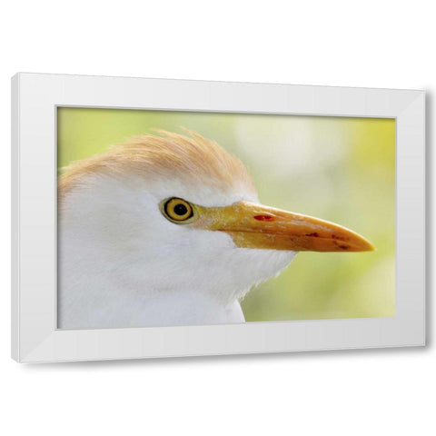 FL, Lake Kissimmee Portrait of cattle egret head White Modern Wood Framed Art Print by Morris, Arthur