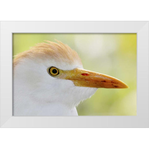 FL, Lake Kissimmee Portrait of cattle egret head White Modern Wood Framed Art Print by Morris, Arthur