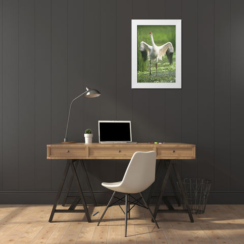FL Whooping crane with tracking device on leg White Modern Wood Framed Art Print by Williams, Joanne