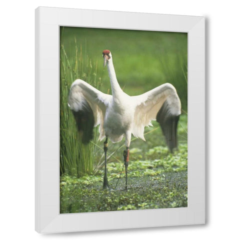 FL Whooping crane with tracking device on leg White Modern Wood Framed Art Print by Williams, Joanne
