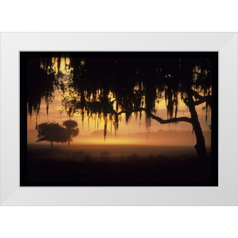 FL, Lake Kissimmee Sunrise silhouette of trees White Modern Wood Framed Art Print by Williams, Joanne