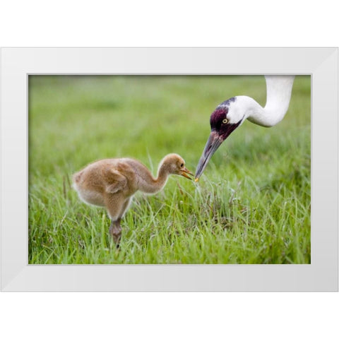 FL, Lake Kissimmee Whooping crane feeds chick White Modern Wood Framed Art Print by Williams, Joanne