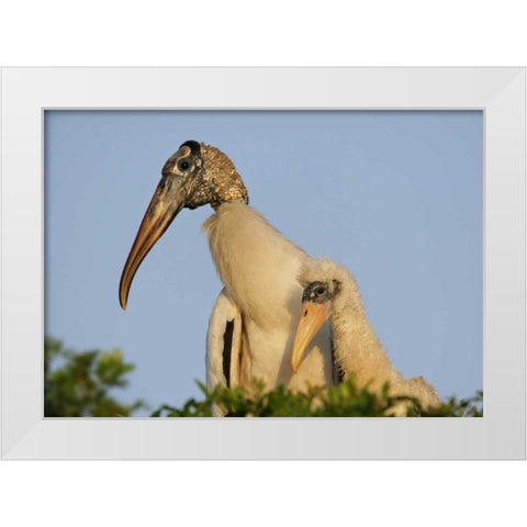 Florida, Lakeland Wood stork chick with parent White Modern Wood Framed Art Print by Morris, Arthur