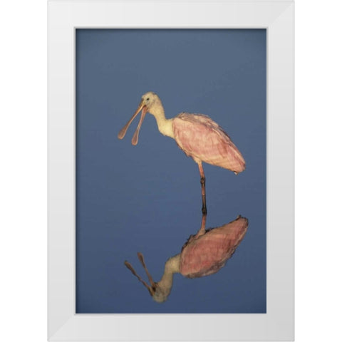 FL Roseate spoonbill reflects in still water White Modern Wood Framed Art Print by Williams, Joanne