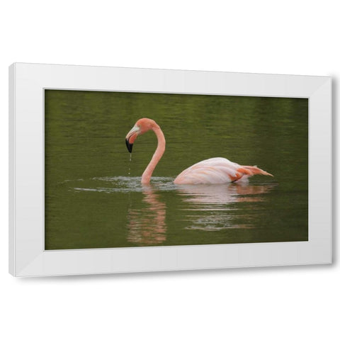FL, Moreno Point Greater flamingo swimming White Modern Wood Framed Art Print by Morris, Arthur