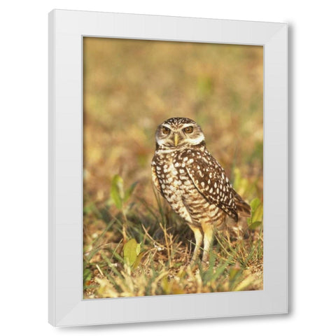 FL, Pompano Beach A burrowing owl White Modern Wood Framed Art Print by Williams, Joanne