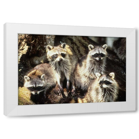 Florida, Silver Springs Raccoon family portrait White Modern Wood Framed Art Print by Williams, Joanne