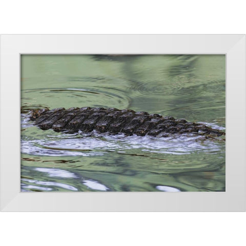 FL American alligator back in water White Modern Wood Framed Art Print by Morris, Arthur