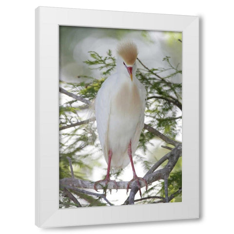 FL Cattle egret in breeding plumage on limb White Modern Wood Framed Art Print by Morris, Arthur