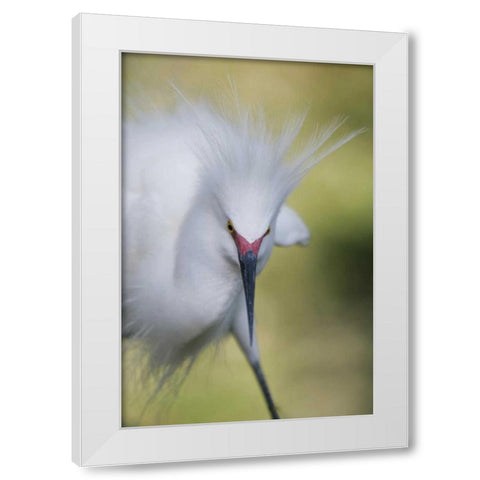 FL Snowy egret with its breeding plumage White Modern Wood Framed Art Print by Morris, Arthur