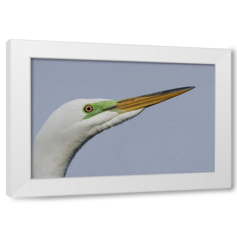 FL Great egret headshot White Modern Wood Framed Art Print by Morris, Arthur