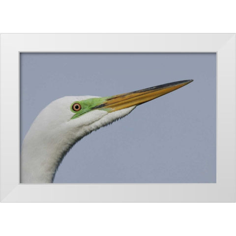 FL Great egret headshot White Modern Wood Framed Art Print by Morris, Arthur