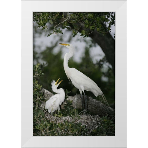 FL Great egret parent in nest with chick White Modern Wood Framed Art Print by Morris, Arthur