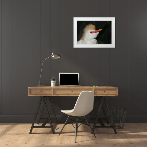 FL Portrait of cattle egret in breeding plumage White Modern Wood Framed Art Print by Morris, Arthur