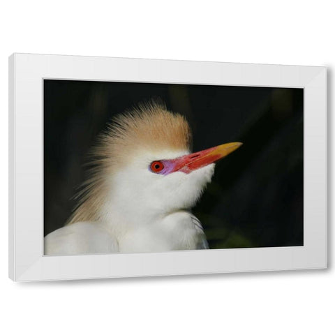 FL Portrait of cattle egret in breeding plumage White Modern Wood Framed Art Print by Morris, Arthur