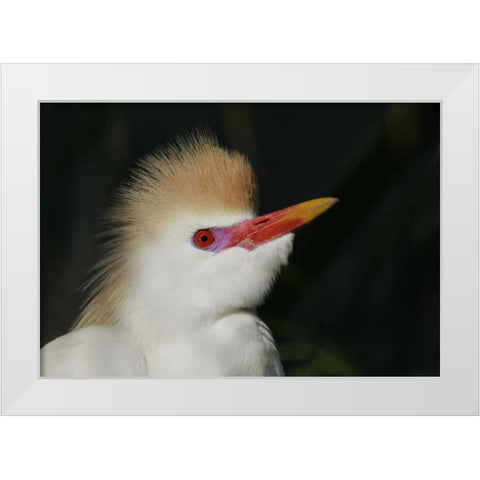 FL Portrait of cattle egret in breeding plumage White Modern Wood Framed Art Print by Morris, Arthur
