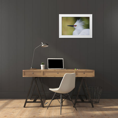 FL Snowy egret in breeding plumage White Modern Wood Framed Art Print by Morris, Arthur