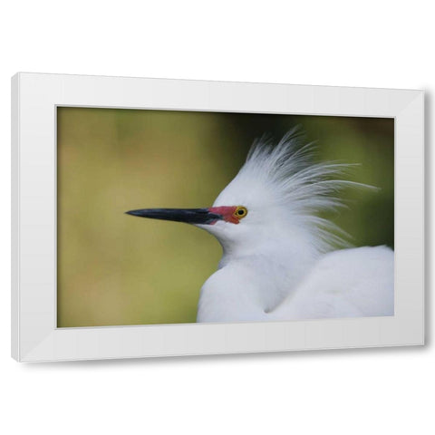 FL Snowy egret in breeding plumage White Modern Wood Framed Art Print by Morris, Arthur