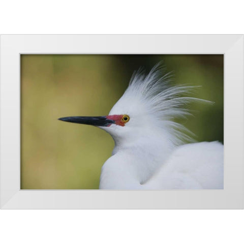 FL Snowy egret in breeding plumage White Modern Wood Framed Art Print by Morris, Arthur