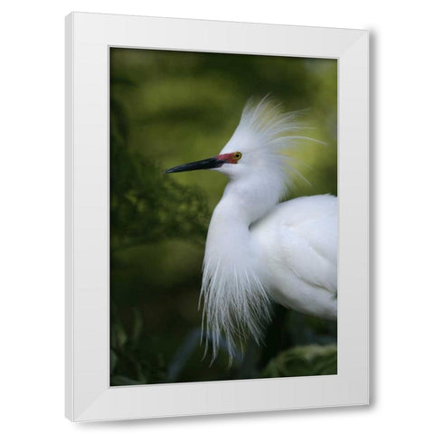 FL Snowy egret in breeding plumage White Modern Wood Framed Art Print by Morris, Arthur