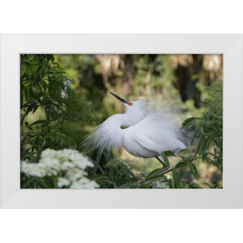 FL Snowy egret displaying surrounded by foliage White Modern Wood Framed Art Print by Morris, Arthur
