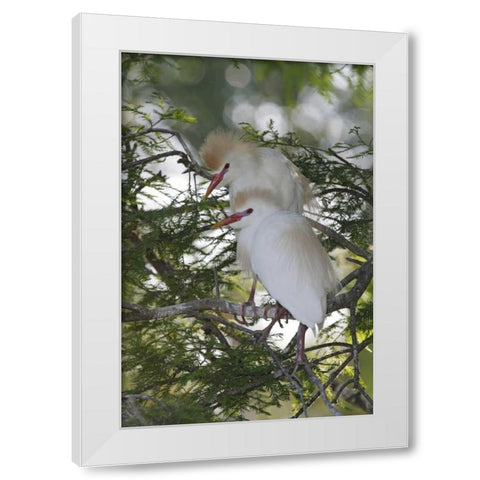 FL Cattle egrets in breeding plumage on branch White Modern Wood Framed Art Print by Morris, Arthur