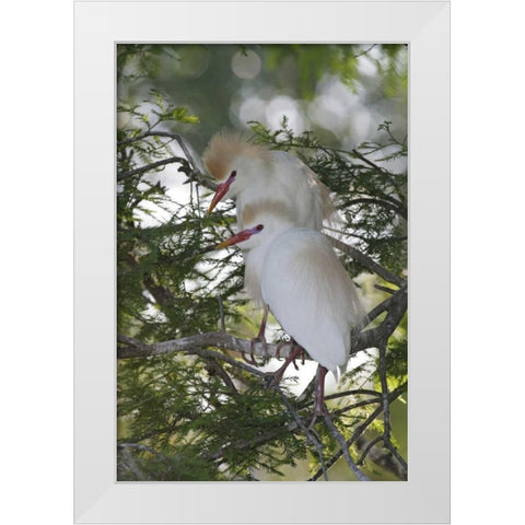 FL Cattle egrets in breeding plumage on branch White Modern Wood Framed Art Print by Morris, Arthur