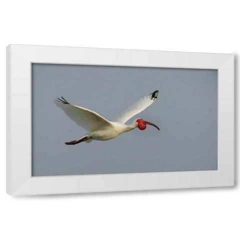 FL, Tampa Bay Flying white ibis White Modern Wood Framed Art Print by Morris, Arthur